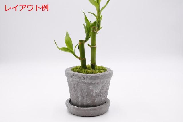 コケリウム鉢植え容器 ペイントポット グレー：画像5