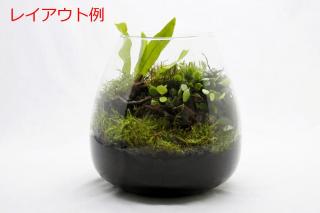 マメヅタ ミニ：画像5