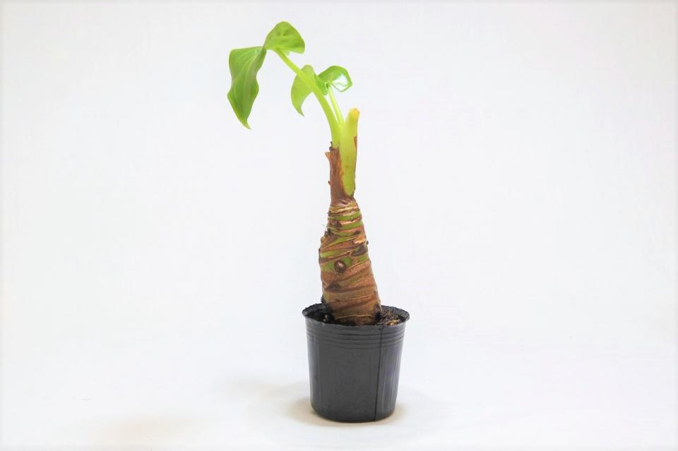 クワズイモ 朴物