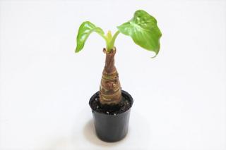 クワズイモ 朴物：画像2