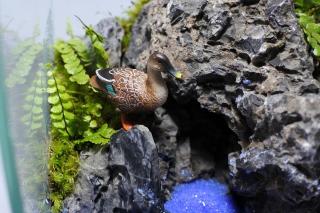 コケリウムフィギュア カルガモ：画像1