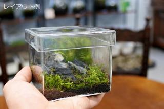 青華石SS（形状お任せ、パック詰め）：画像4
