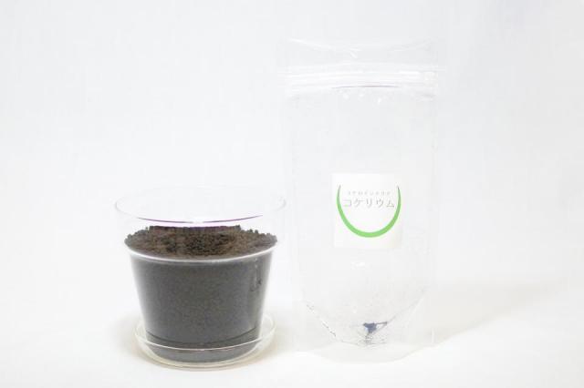 コケリウムキット ガラスの鉢植え ガジュマル：画像3