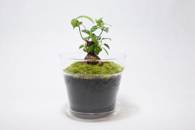コケリウムキット ガラスの鉢植え ガジュマル：画像6