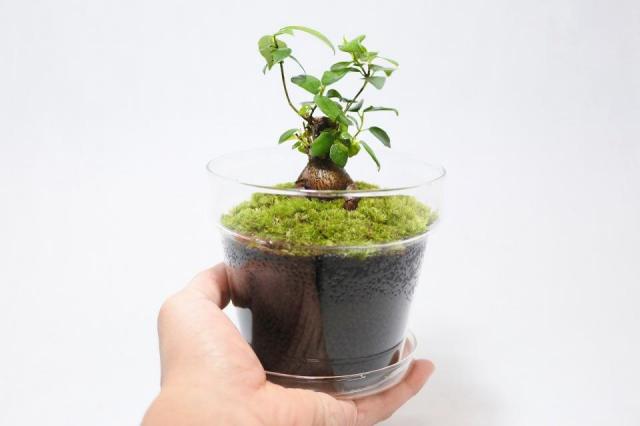 コケリウムキット ガラスの鉢植え ガジュマル：画像7