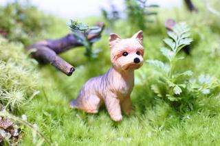 コケリウムフィギュア 犬 ヨークシャー・テリア：画像1