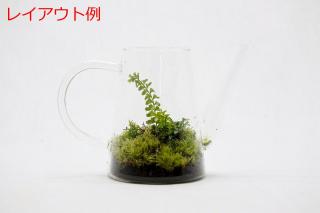 カミガモシダ：画像4