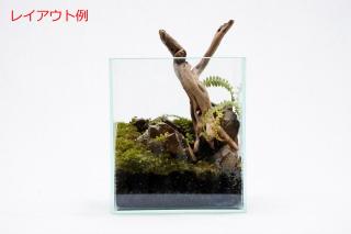 ツルデンダ：画像4