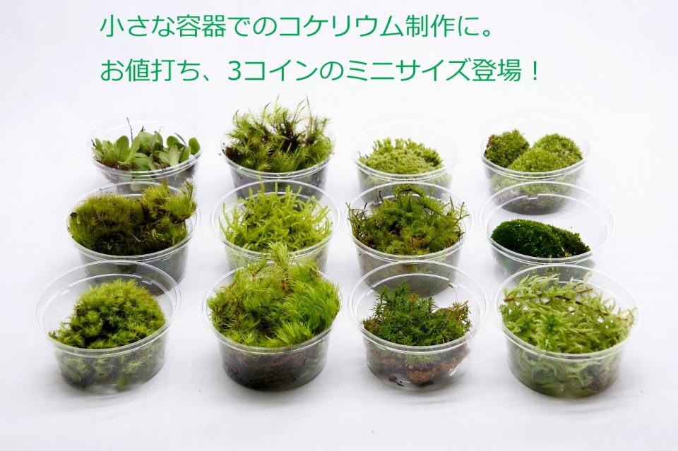 新商品情報!コケ各種にミニサイズが登場
