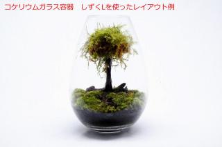 コケリウムガラス容器　しずくL：画像4