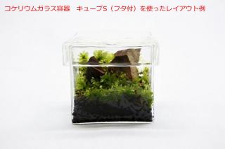 コケリウムガラス容器　キューブS（フタ付）：画像5