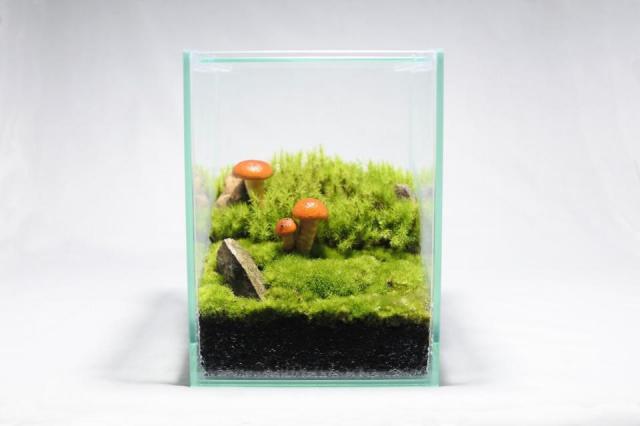 きのこリウムキット ナメコ（菌床）：画像10