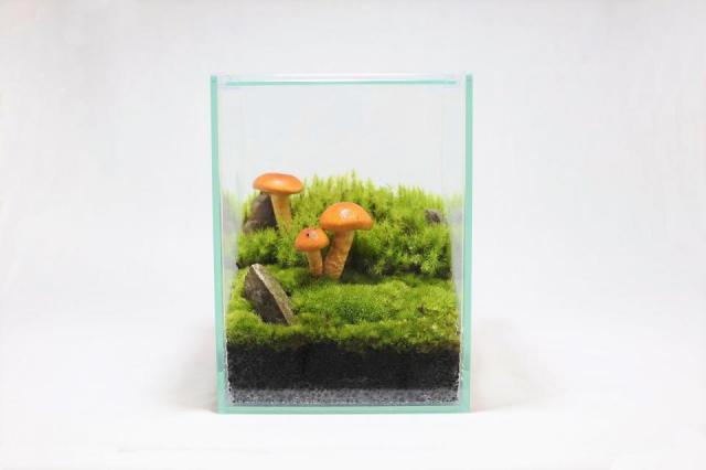 きのこリウムキット ナメコ（菌床）：画像11