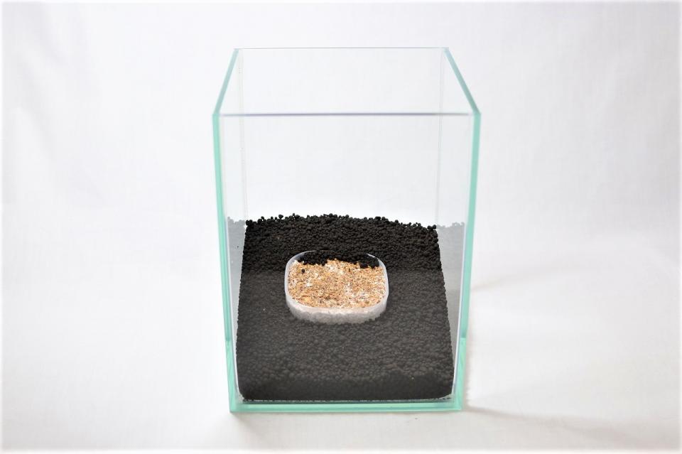 きのこリウムキット ナメコ（菌床）：画像3