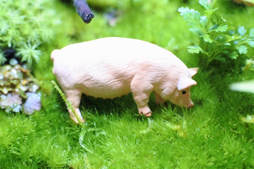 コケリウムフィギュア 豚