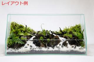 ノコギリヘラシダ：画像5
