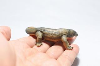 コケリウムフィギュア コモドオオトカゲ：画像3