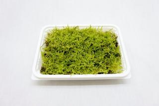 ハイゴケ：画像1