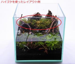 ハイゴケ：画像5