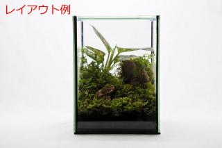 ハイゴケ：画像6