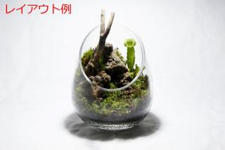 入道石SS（形状お任せ、パック詰め）：画像5