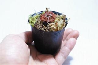 トウカイコモウセンゴケ：画像3