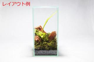コケリウムガラス容器　10cmキューブH(フタ付)：画像4