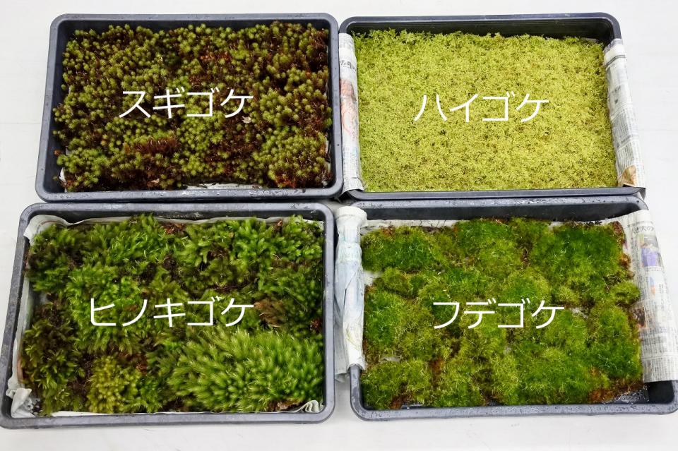 入荷情報!コケ各種
