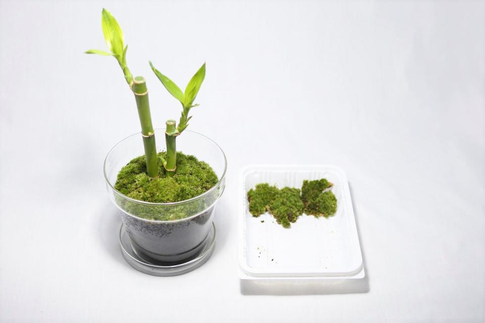 コケリウムキット ガラスの鉢植え ミリオンバンブー：画像5