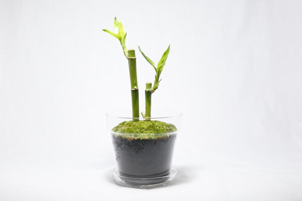 コケリウムキット ガラスの鉢植え ミリオンバンブー：画像6