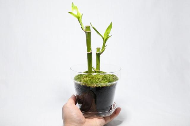 コケリウムキット ガラスの鉢植え ミリオンバンブー：画像7