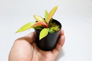 フィロデンドロン レッドキング：画像3
