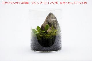 コケリウムガラス容器　シリンダーS（フタ付）：画像5