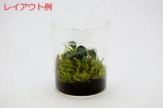 コケリウムガラス容器　シリンダーS（フタ付）：画像6