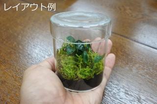 コケリウムガラス容器　シリンダーS（フタ付）：画像7