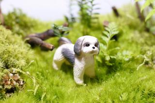 コケリウムフィギュア 犬 シー・ズー：画像1