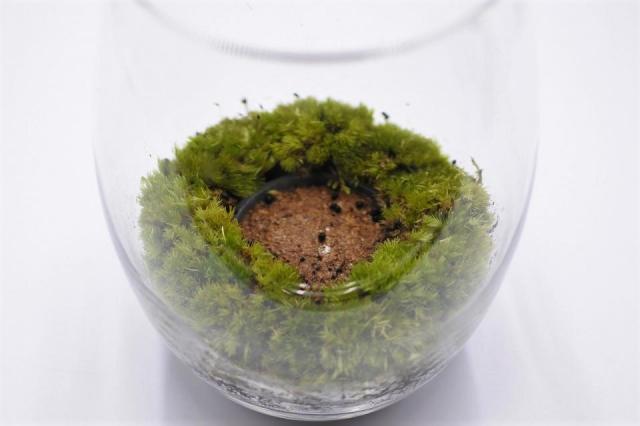 きのこリウムキット エノキタケ（菌床）：画像4