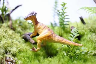 コケリウムフィギュア 恐竜 パキケファロサウルス：画像1