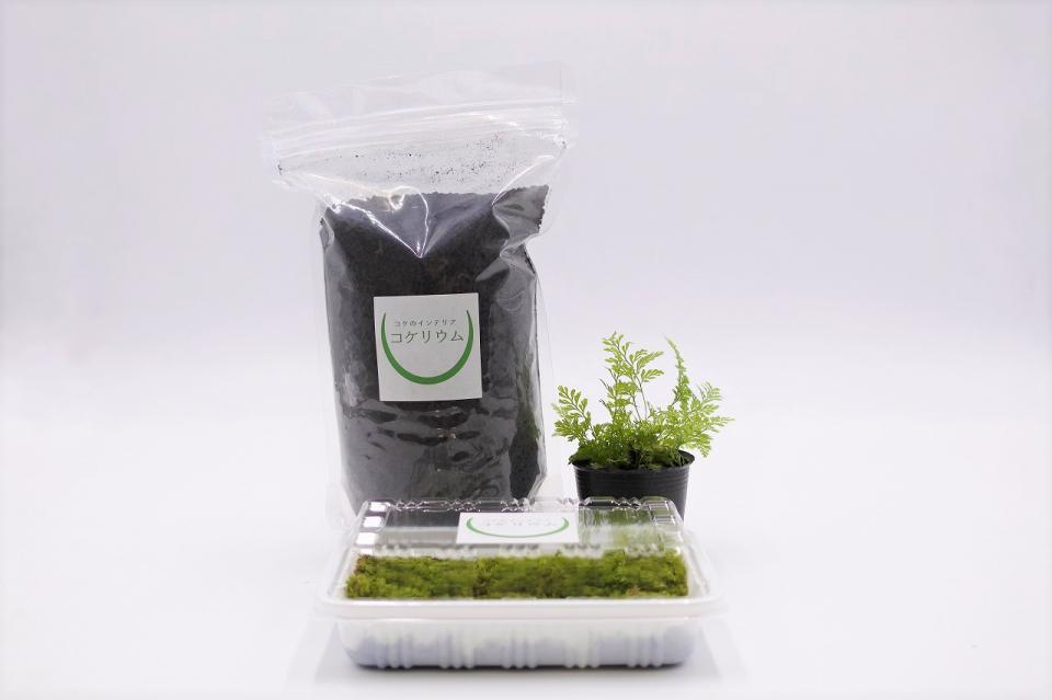 鉢植え用 レイアウト素材セット シノブ
