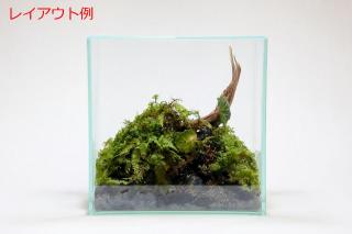 プレミアムルートウッド 3Sサイズ 3本セット（形状お任せ）：画像6