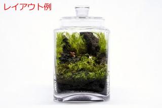 カモジゴケ：画像4