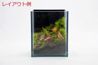 カモジゴケ：画像5