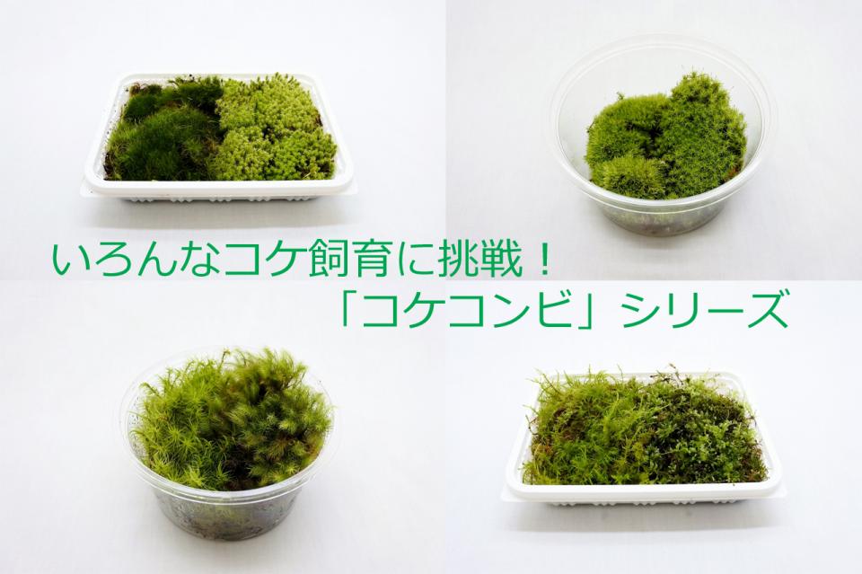 新商品情報!2種類の苔が1パックに