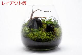 マメヅタ：画像6
