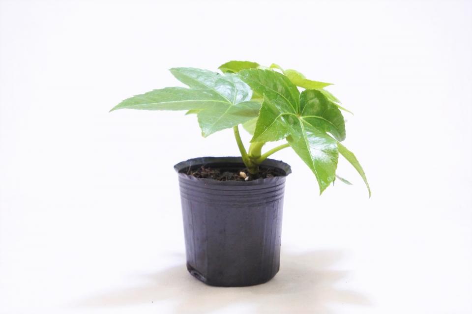 ヤツデ