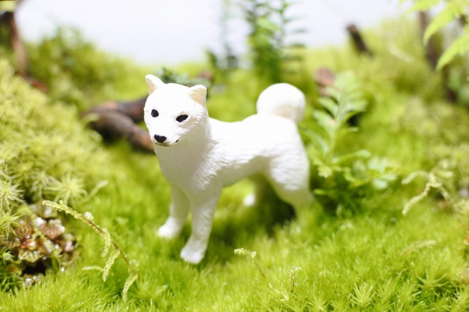 コケリウムフィギュア 犬 北海道犬