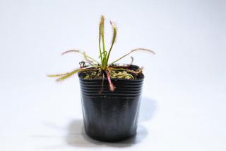 アフリカナガバモウセンゴケ：画像1