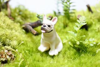 コケリウムフィギュア 犬 フレンチ・ブルドッグ：画像1