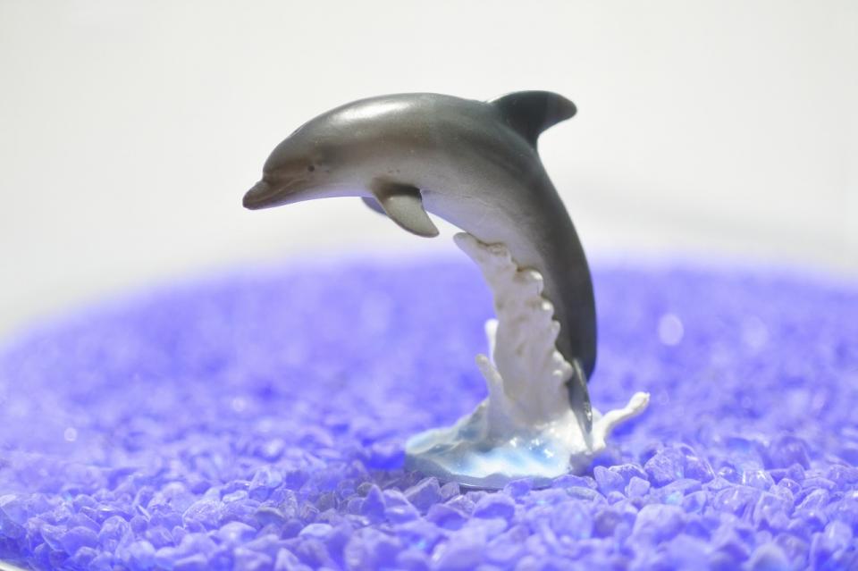 コケリウムフィギュア バンドウイルカ