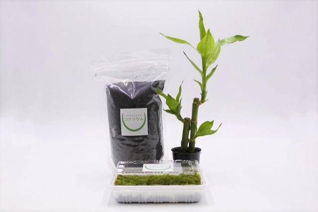 鉢植え用 レイアウト素材セット ミリオンバンブー：画像1
